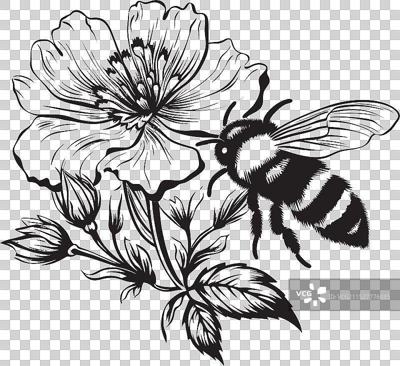 黑色的蜜蜂花束、花蕾和蜜蜂徽章图片素材