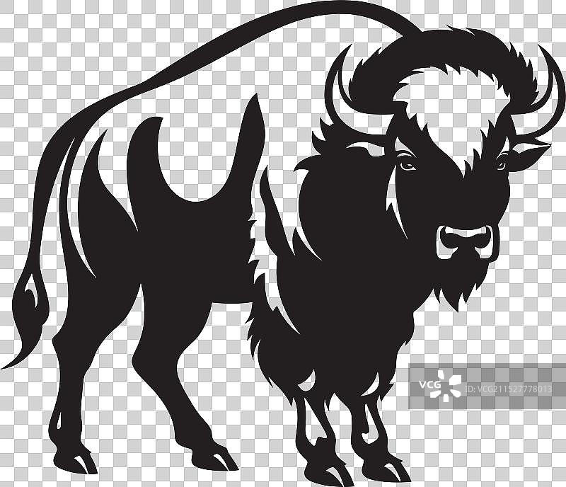 非洲水牛，适应的象征，野牛冲锋图片素材