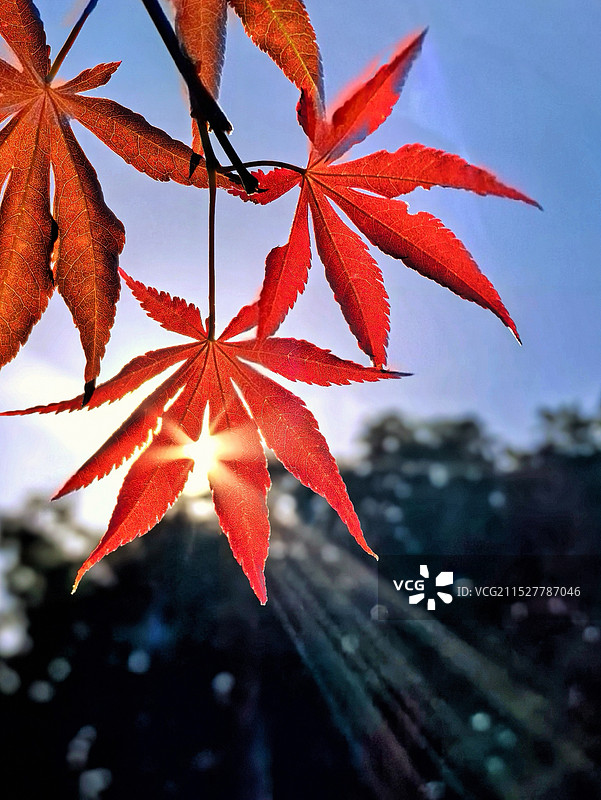 广东帽峰山秋天的红叶特写图片素材