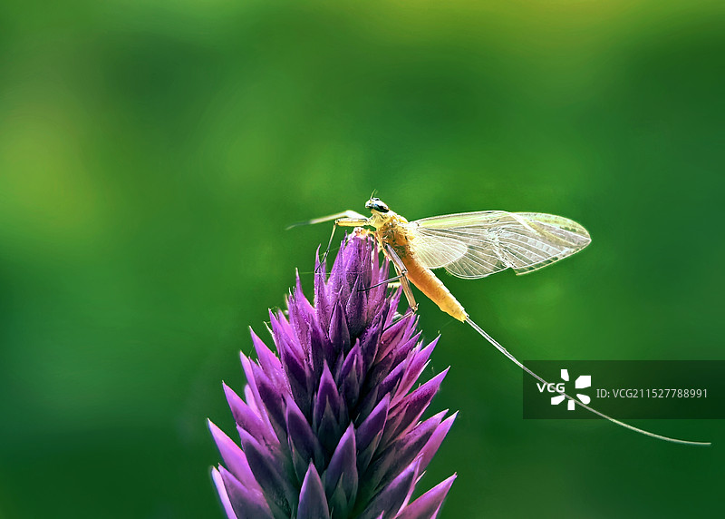 蜉蝣在紫花上授粉的特写镜头图片素材