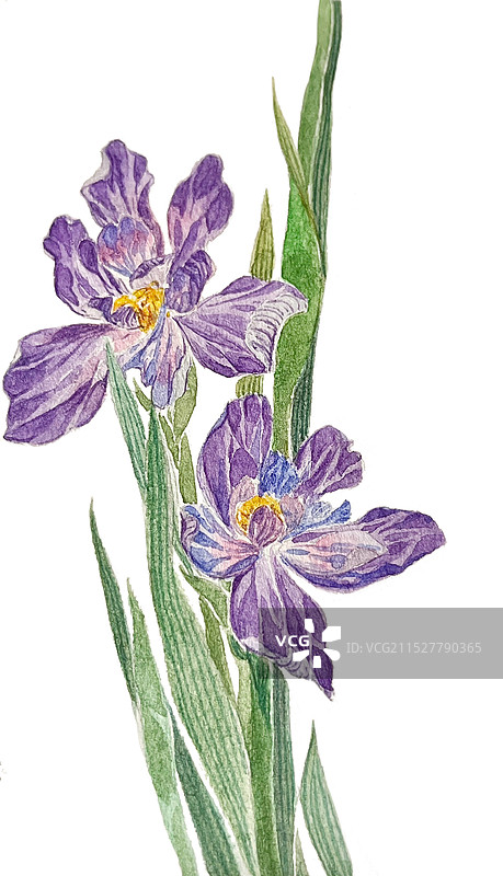 鸢尾花 3 手绘图片素材