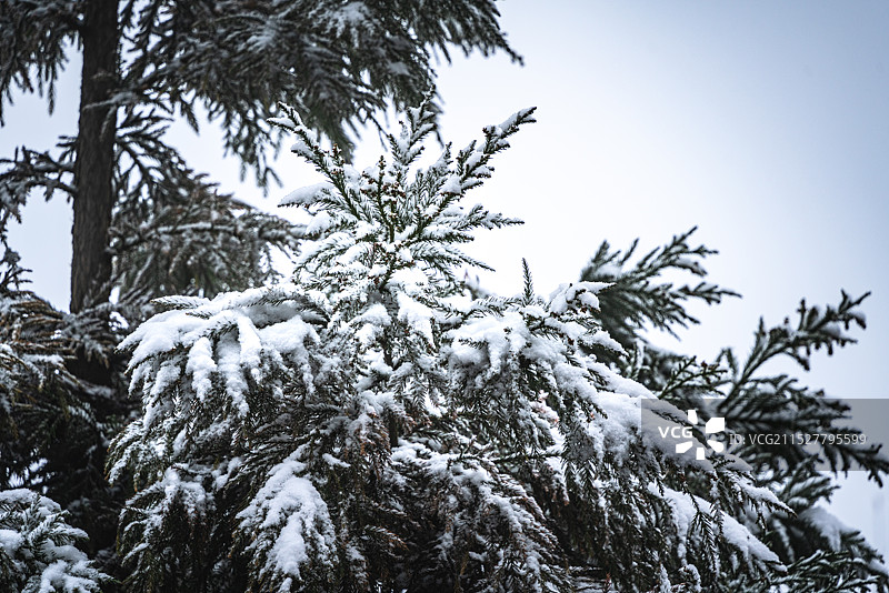 冬季树木对天空的特写镜头图片素材