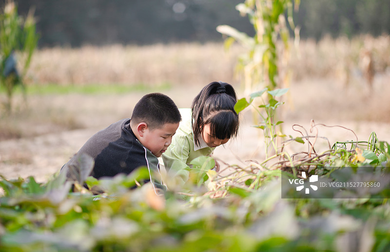 可爱的孩子在地瓜田里挖红薯图片素材