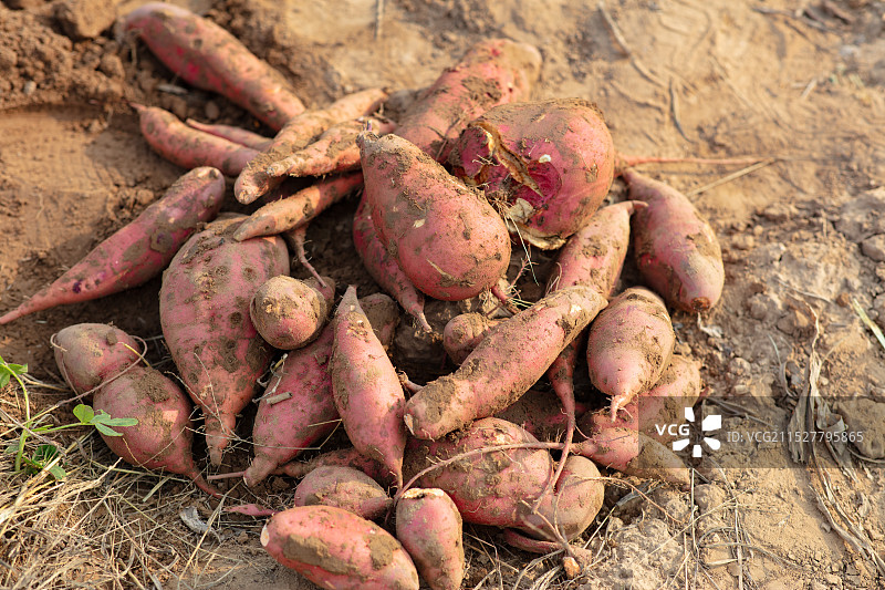 一堆刚挖出来的红薯图片素材