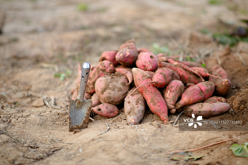 红薯和挖掘的小铲子图片素材