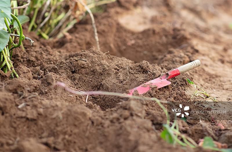 小铲子在土地上图片素材