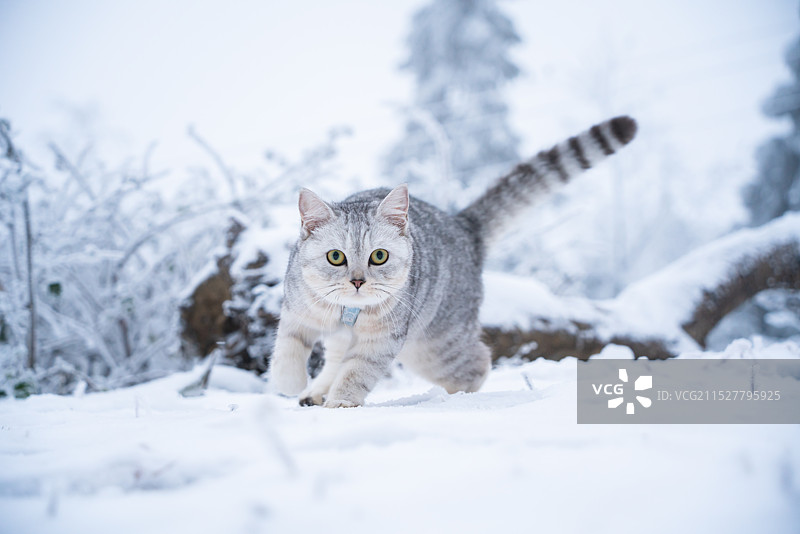 冬季带宠物出游图片素材