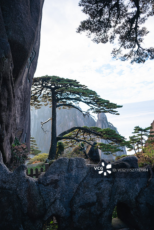天下第一松，安徽黄山迎客松图片素材