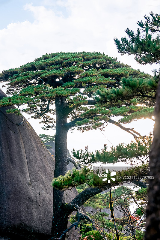 天下第一松，安徽黄山迎客松图片素材