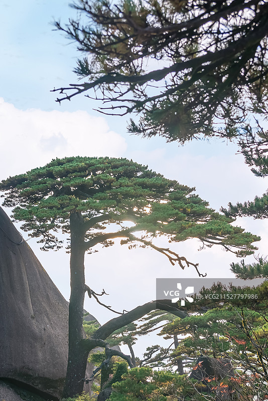 天下第一松，安徽黄山迎客松图片素材