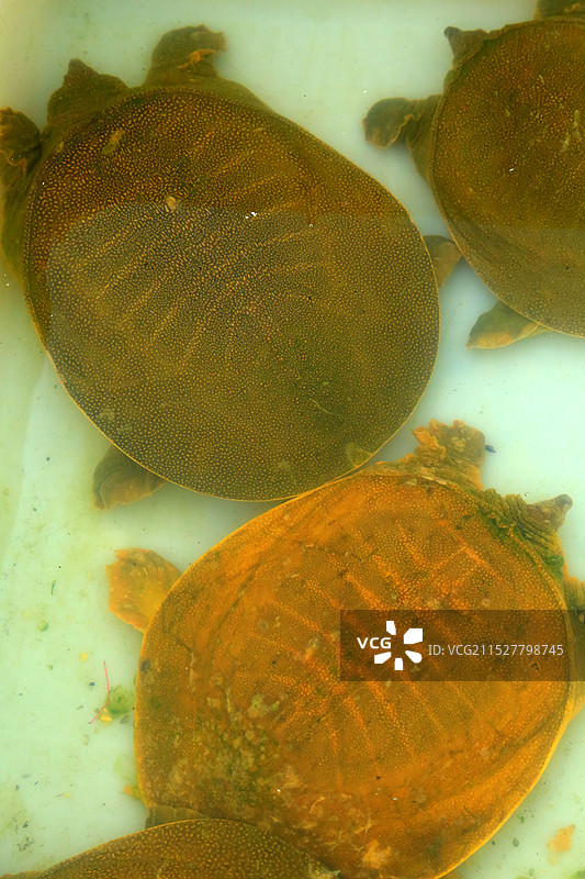 白洋淀野生甲鱼。图片素材