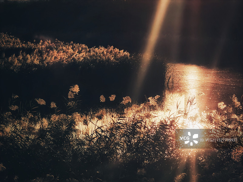 团泊湖芦苇荡图片素材