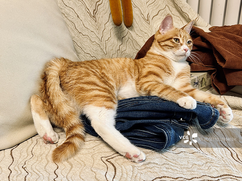 黄色橘猫躺在家中沙发上的高角度视图图片素材