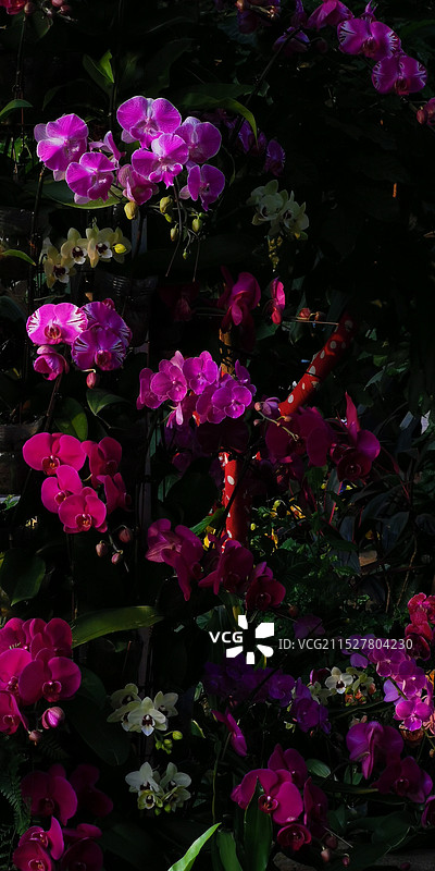 花花世界（冷调）图片素材