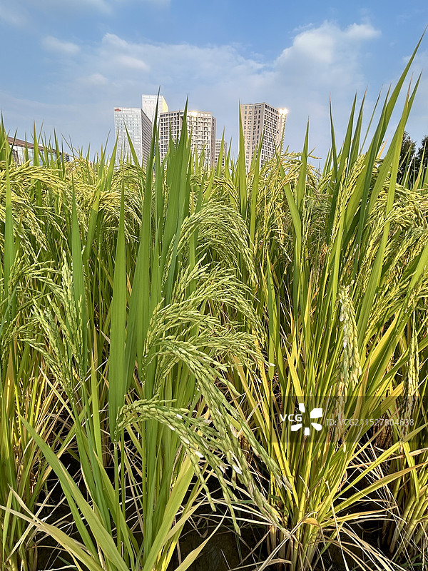 隆平水稻博物馆--水稻试验基地图片素材