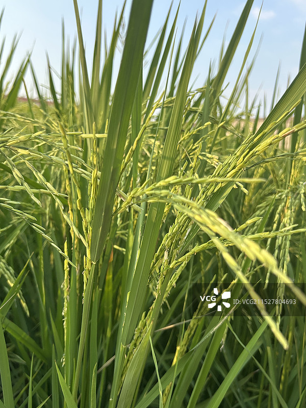 隆平水稻博物馆--水稻试验基地图片素材
