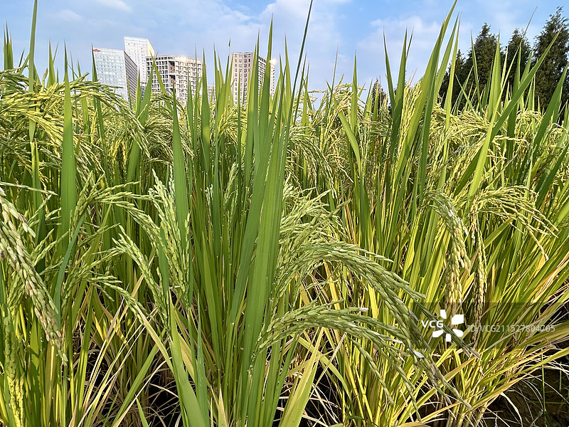 隆平水稻博物馆--水稻试验基地图片素材