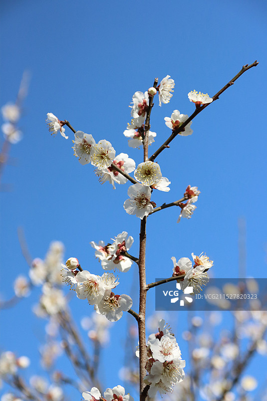 苏州光福古镇香雪海白色梅花盛开图片素材
