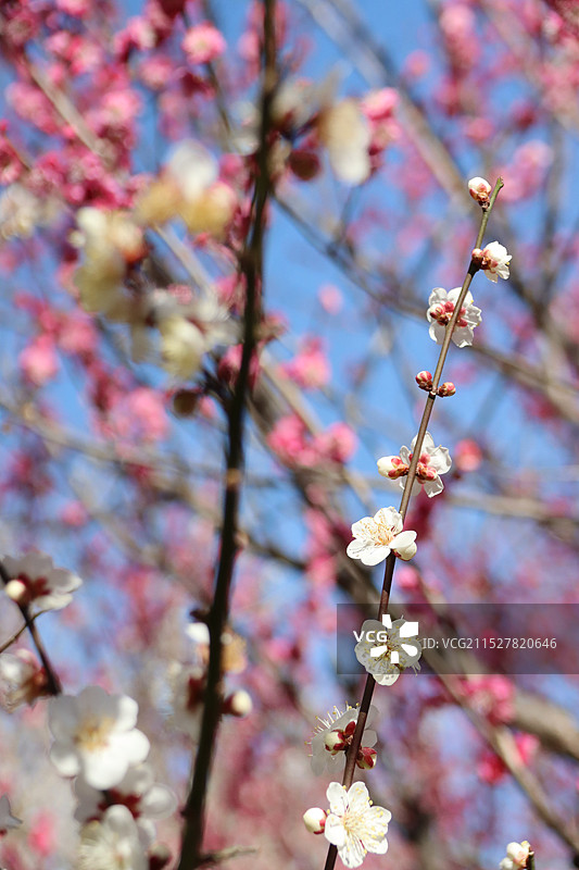 苏州光福古镇香雪海白色梅花盛开图片素材