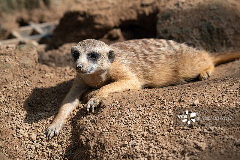 细尾獴图片素材