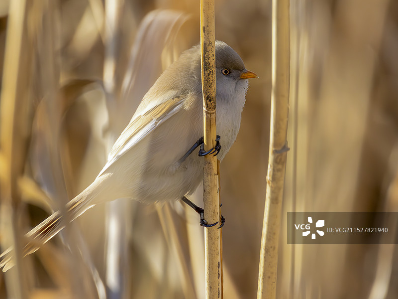 纹须雀图片素材