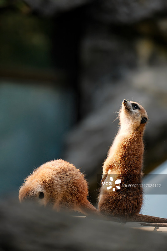 放哨的细尾獴图片素材