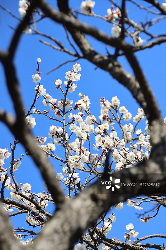 苏州光福古镇香雪海白色梅花盛开图片素材