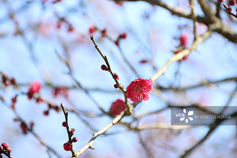 苏州光福古镇香雪海红色梅花 红梅图片素材