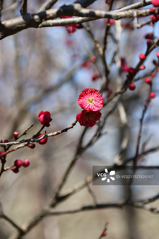 苏州光福古镇香雪海红色梅花红梅图片素材