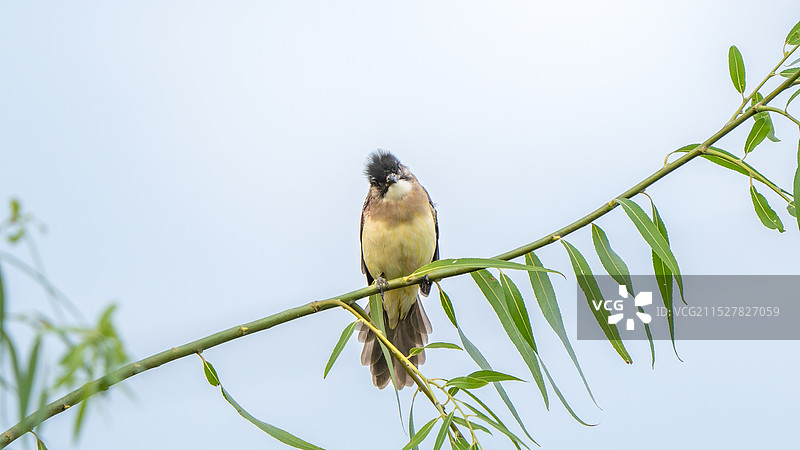 在柳树上嬉戏的白头鹎图片素材
