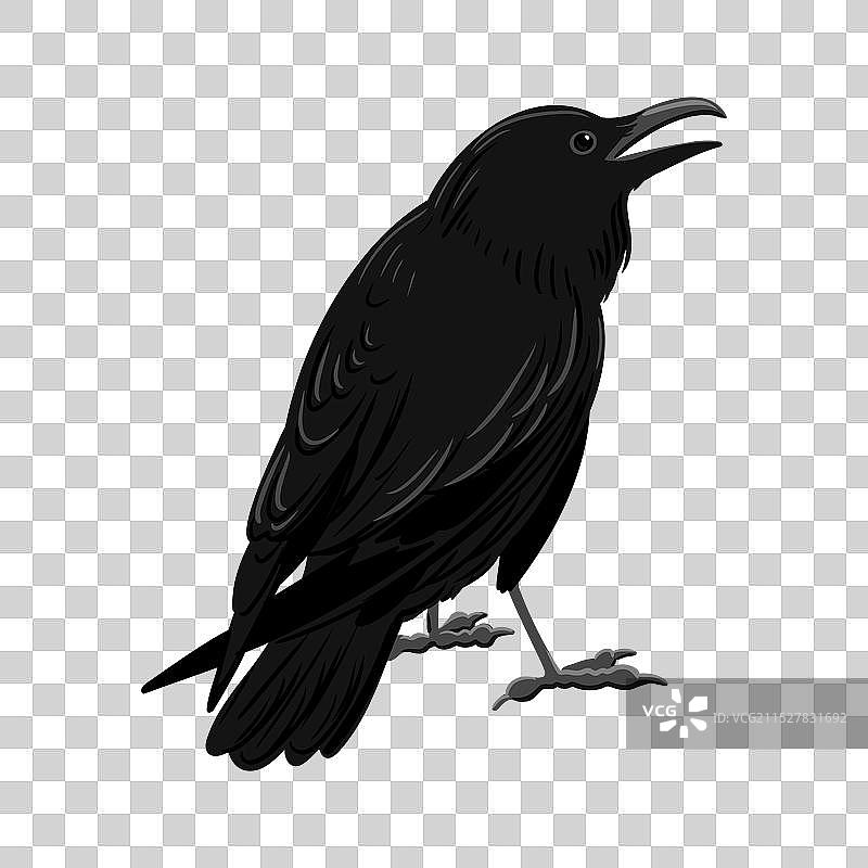 画黑色乌鸦图片素材