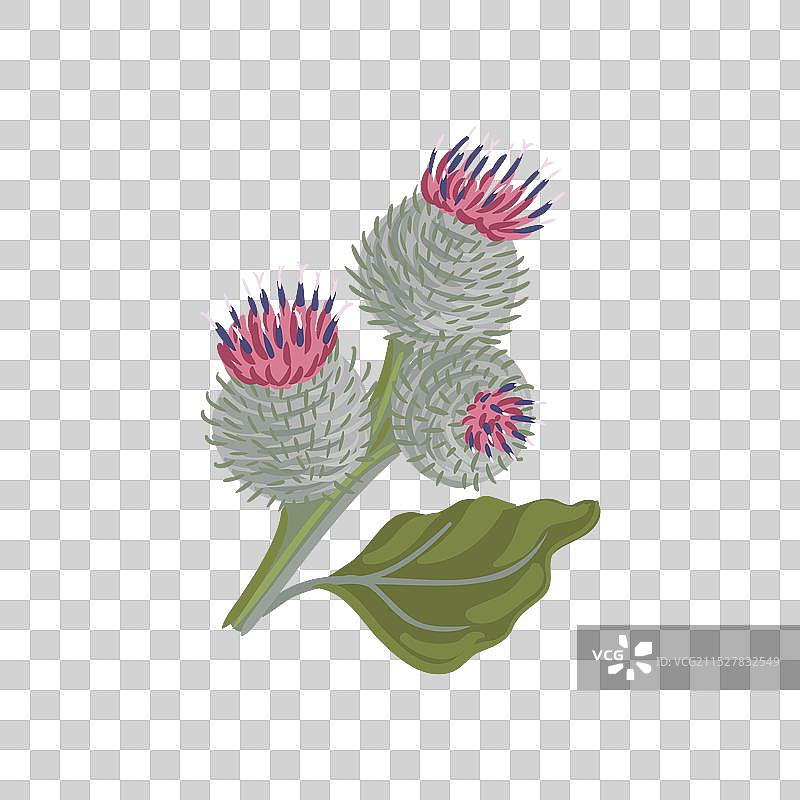 绘制野生花朵的毛蓟图片素材