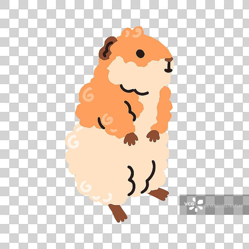 可爱的毛茸茸的小豚鼠搞笑动物图片素材