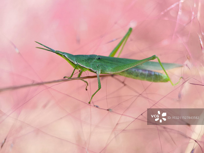 粉黛草上的蚂蚱图片素材