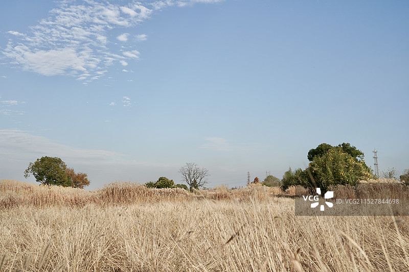 芦苇荡图片素材