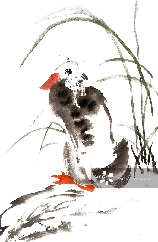 休憩的鸭子图片素材