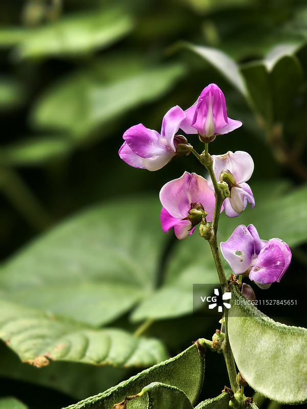 豆角花图片素材