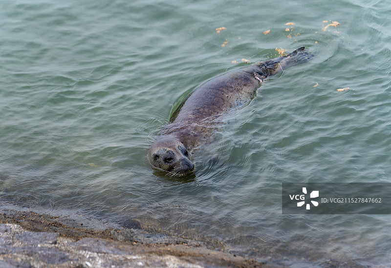 广西北海的斑海豹图片素材