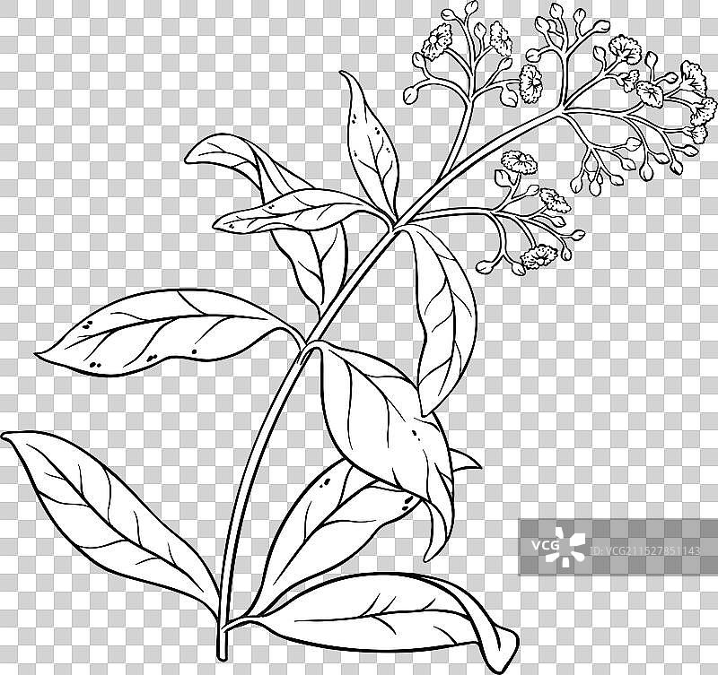 全香料植物的叶子轮廓图片素材