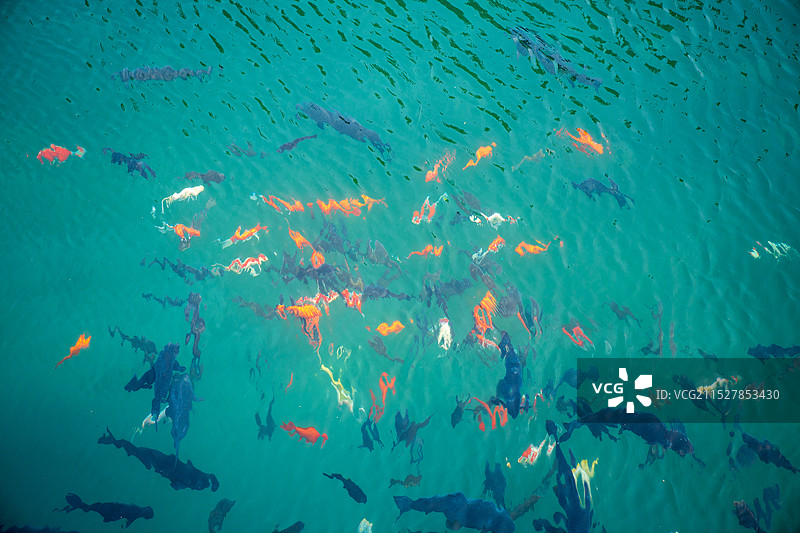 济南乌龙潭，金鱼在清澈的水中游动图片素材