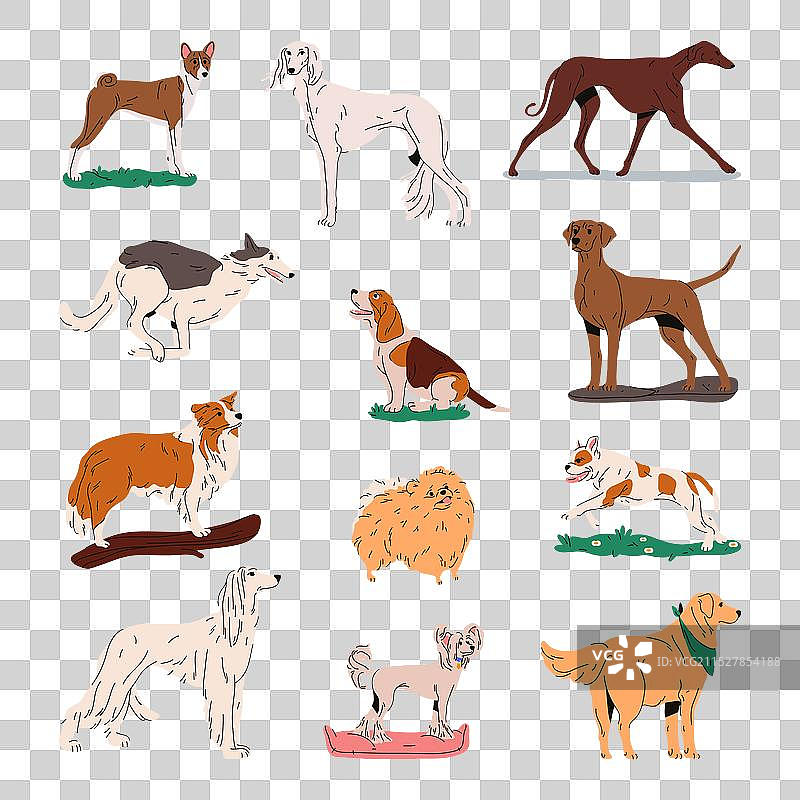 一组孤立的家犬和猎犬图片素材