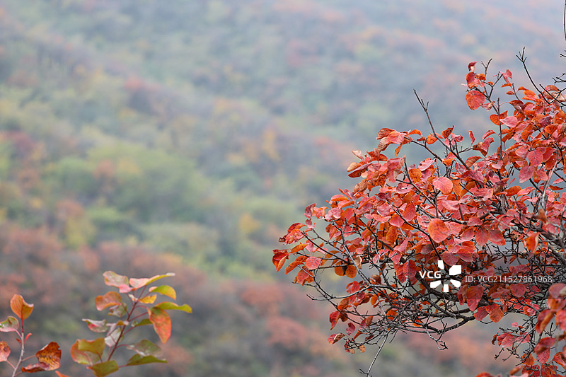 北京西山森林公园秋景图片素材