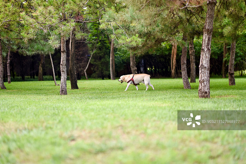 闲暇时光·郑州之林图片素材