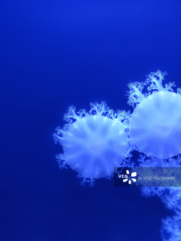 北京海洋馆的水母图片素材