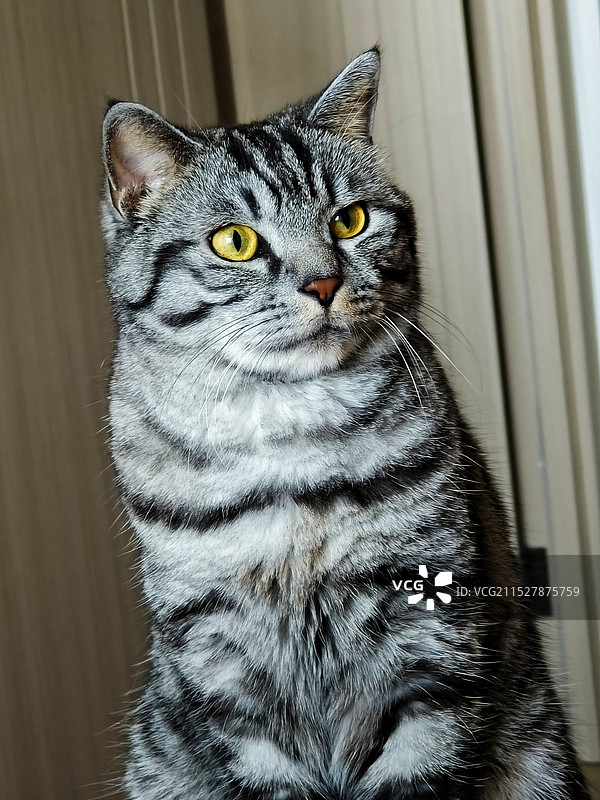 美短猫猫室内特写图片素材