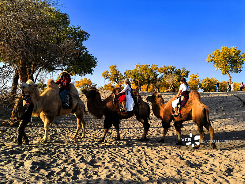 额济纳的金色胡杨林（22）图片素材