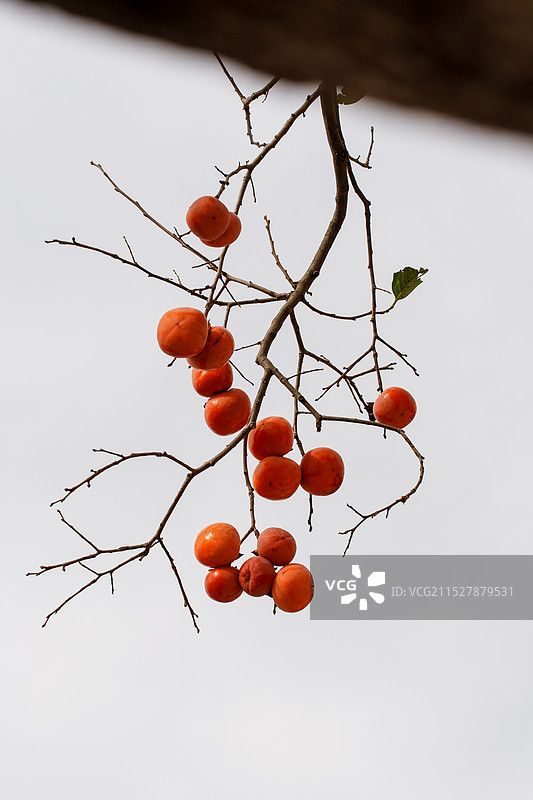 柿子树硕果累累图片素材