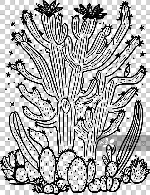 优雅的沙漠植物艺术 - 仙人掌图片素材