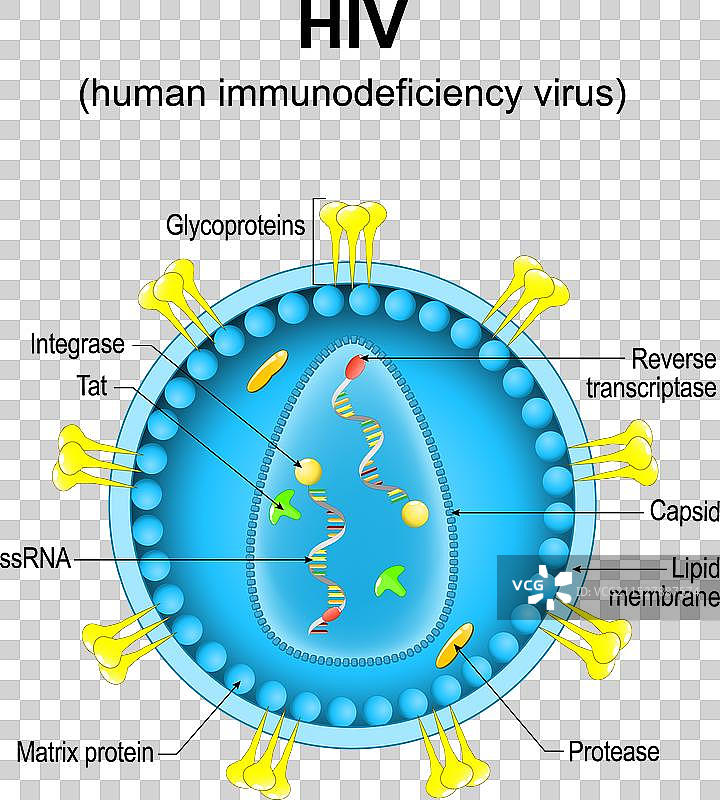 人类免疫缺陷病毒的特写镜头图片素材