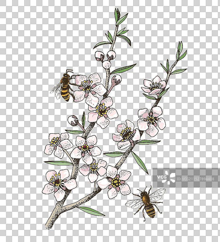 新西兰的野生麦卢卡花和蜜蜂图片素材